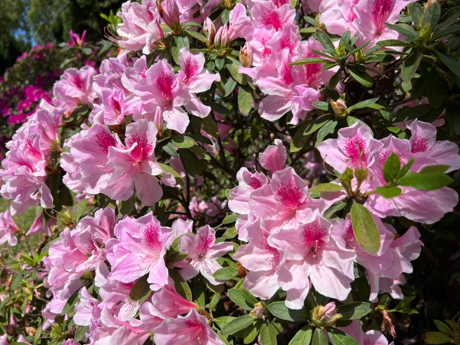 台北杜鵑花季, 大安森林公園杜鵑花