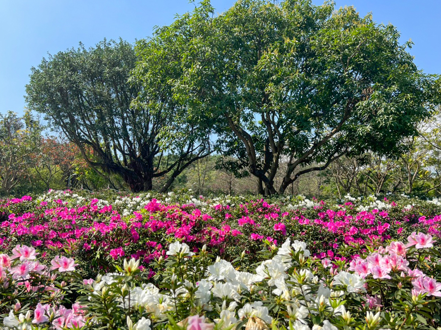 北投社三層崎公園賞花