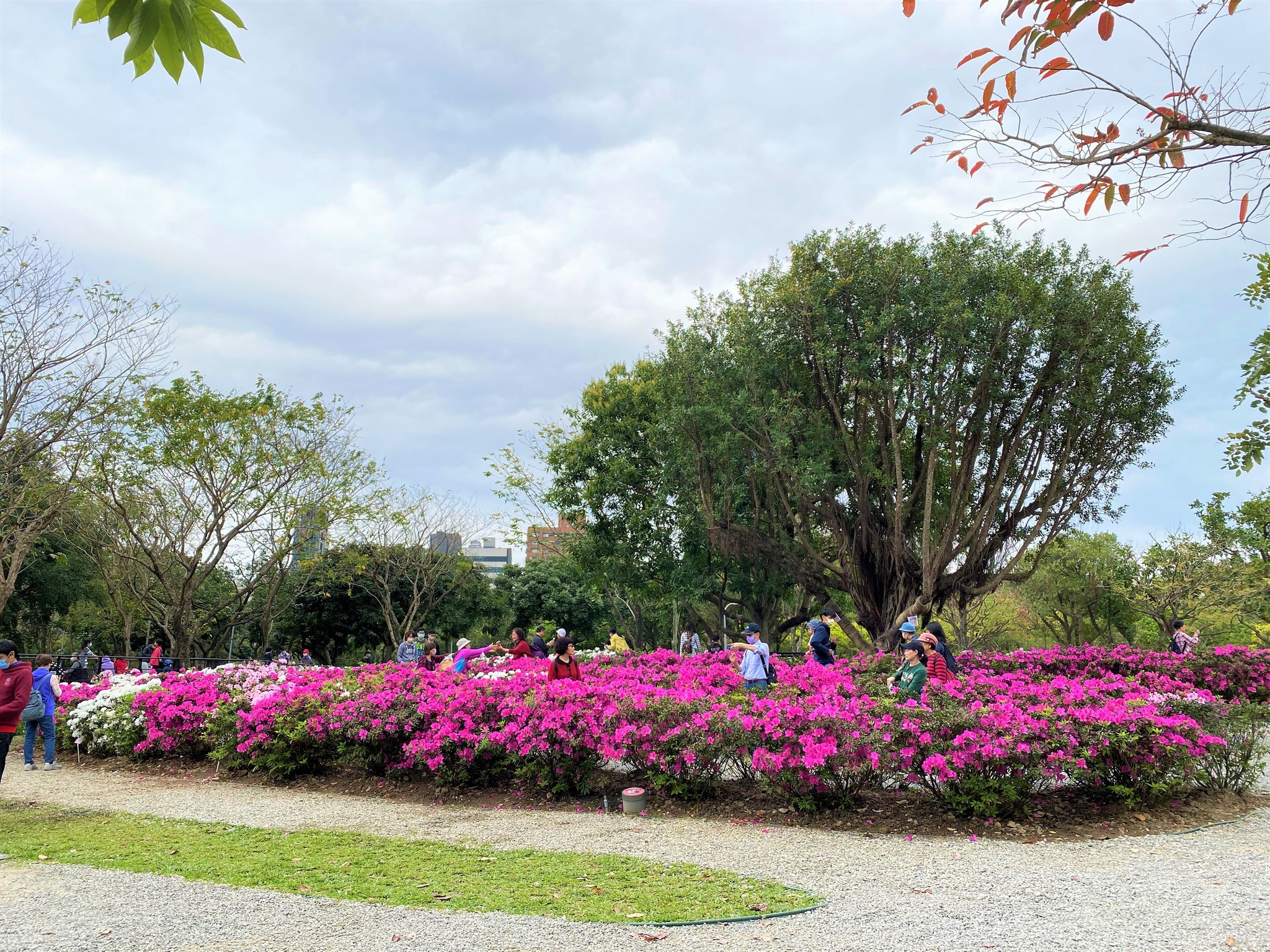 台北杜鵑花, 花海, 台北賞花景點