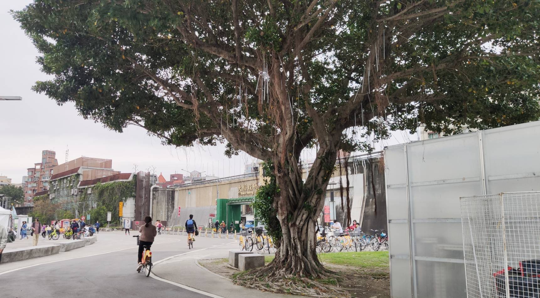 Recommended Taipei Running Route Starting under the Banyan Tree at Danshui Riverside Promenade