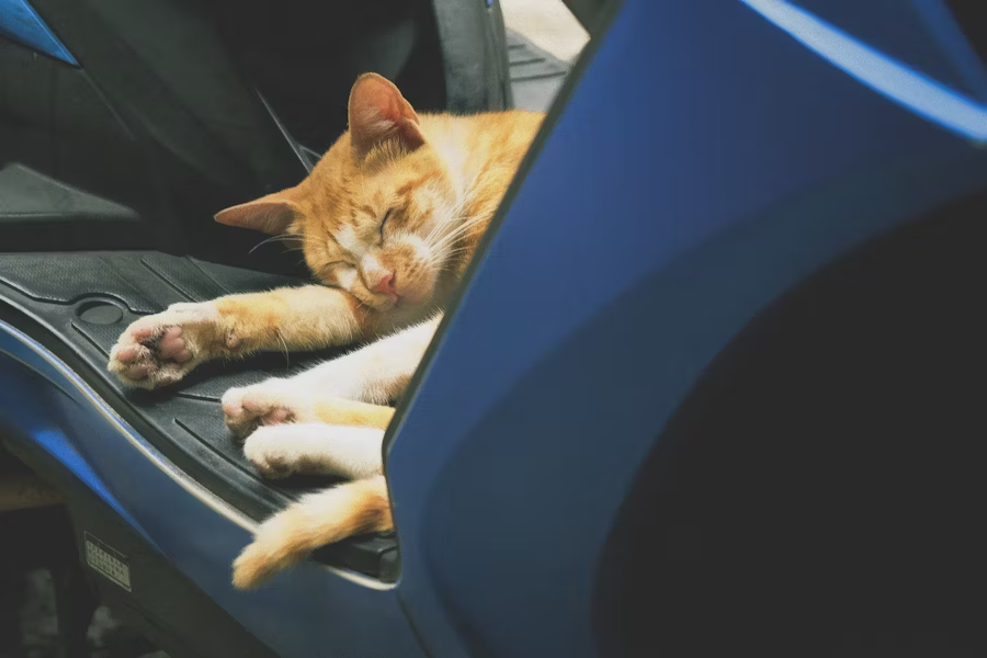 猫